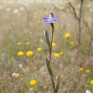 Thelymitra pauciflora at Majura, ACT - 24 Oct 2014