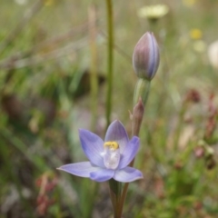 Thelymitra pauciflora (Slender Sun Orchid) at Mount Majura - 24 Oct 2014 by AaronClausen