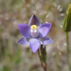 Thelymitra pauciflora (Slender Sun Orchid) at Majura, ACT - 24 Oct 2014 by AaronClausen