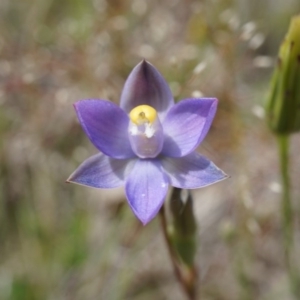 Thelymitra pauciflora at Majura, ACT - 24 Oct 2014