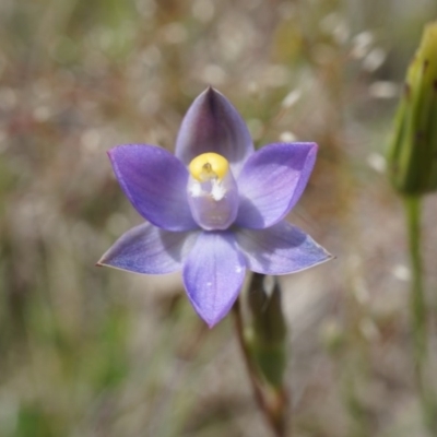 Thelymitra pauciflora (Slender Sun Orchid) at Majura, ACT - 24 Oct 2014 by AaronClausen