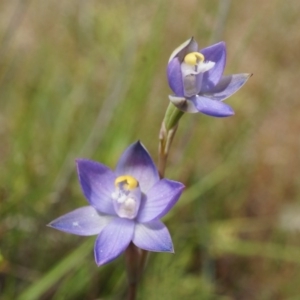 Thelymitra pauciflora at Majura, ACT - 24 Oct 2014