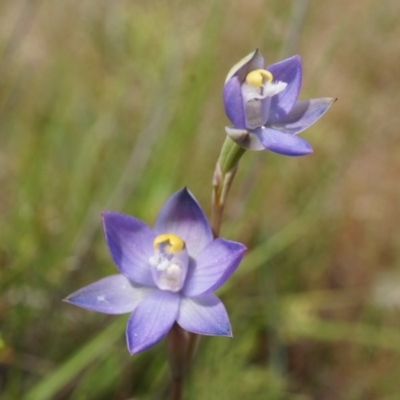 Thelymitra pauciflora (Slender Sun Orchid) at Mount Majura - 24 Oct 2014 by AaronClausen