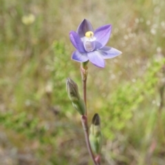 Thelymitra pauciflora (Slender Sun Orchid) at Majura, ACT - 24 Oct 2014 by AaronClausen