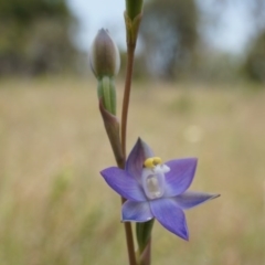 Thelymitra pauciflora (Slender Sun Orchid) at Majura, ACT - 24 Oct 2014 by AaronClausen