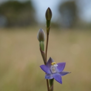 Thelymitra pauciflora at Majura, ACT - 24 Oct 2014