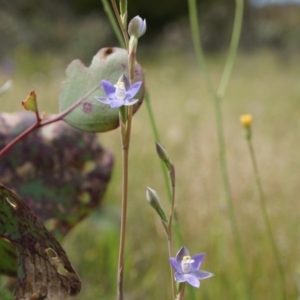 Thelymitra pauciflora at Majura, ACT - 24 Oct 2014