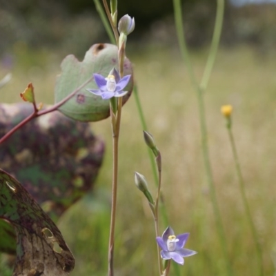 Thelymitra pauciflora (Slender Sun Orchid) at Mount Majura - 24 Oct 2014 by AaronClausen