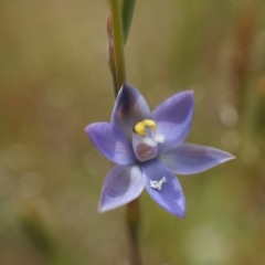 Thelymitra pauciflora (Slender Sun Orchid) at Majura, ACT - 24 Oct 2014 by AaronClausen