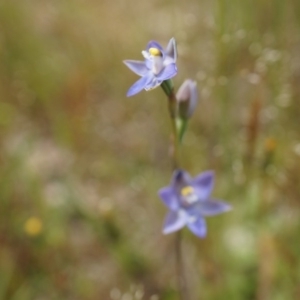 Thelymitra pauciflora at Majura, ACT - suppressed