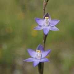 Thelymitra pauciflora (Slender Sun Orchid) at Mount Majura - 24 Oct 2014 by AaronClausen