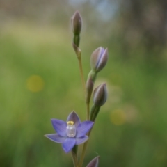 Thelymitra pauciflora (Slender Sun Orchid) at Majura, ACT - 24 Oct 2014 by AaronClausen