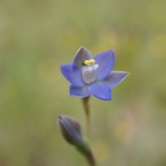 Thelymitra pauciflora (Slender Sun Orchid) at Mount Majura - 24 Oct 2014 by AaronClausen