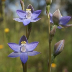 Thelymitra pauciflora at Majura, ACT - 24 Oct 2014