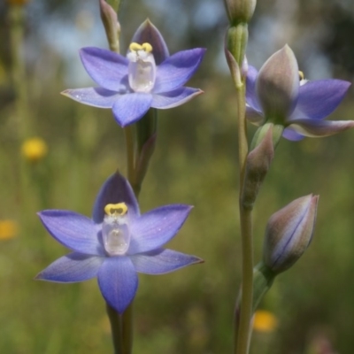 Thelymitra pauciflora (Slender Sun Orchid) at Mount Majura - 24 Oct 2014 by AaronClausen