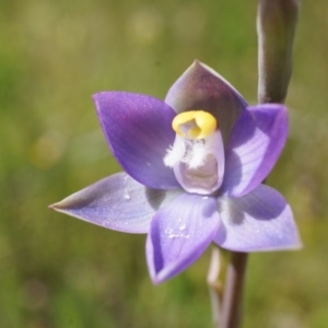 Thelymitra pauciflora at Majura, ACT - 24 Oct 2014