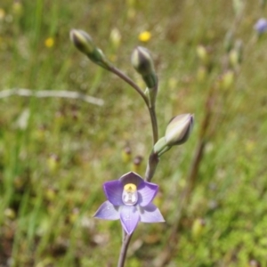 Thelymitra pauciflora at Majura, ACT - 24 Oct 2014