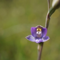 Thelymitra pauciflora (Slender Sun Orchid) at Majura, ACT - 24 Oct 2014 by AaronClausen