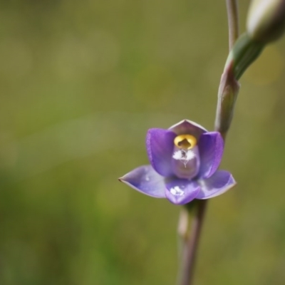 Thelymitra pauciflora (Slender Sun Orchid) at Mount Majura - 23 Oct 2014 by AaronClausen