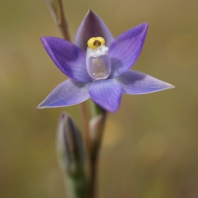 Thelymitra pauciflora (Slender Sun Orchid) at Majura, ACT - 23 Oct 2014 by AaronClausen