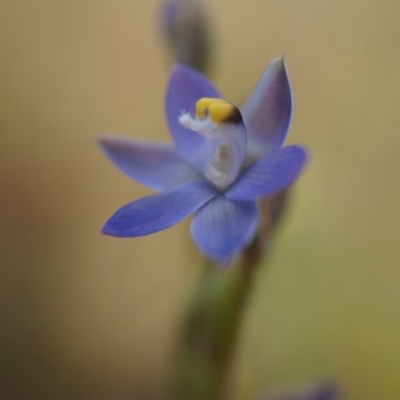Thelymitra sp. (A Sun Orchid) at Mount Majura - 23 Oct 2014 by AaronClausen