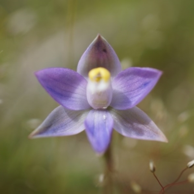 Thelymitra pauciflora (Slender Sun Orchid) at Majura, ACT - 24 Oct 2014 by AaronClausen