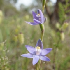 Thelymitra peniculata (Blue Star Sun-orchid) at Mount Majura - 23 Oct 2014 by AaronClausen