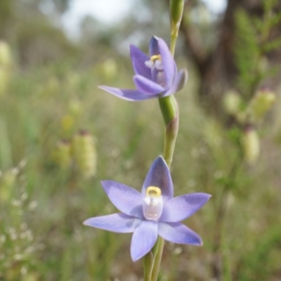 Thelymitra peniculata (Blue Star Sun-orchid) at Mount Majura - 23 Oct 2014 by AaronClausen