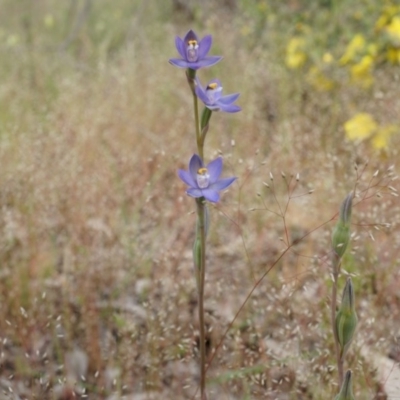 Thelymitra pauciflora (Slender Sun Orchid) at Majura, ACT - 23 Oct 2014 by AaronClausen