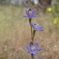 Thelymitra pauciflora at Majura, ACT - 24 Oct 2014