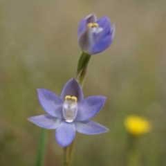 Thelymitra pauciflora (Slender Sun Orchid) at Mount Majura - 23 Oct 2014 by AaronClausen