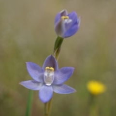 Thelymitra pauciflora (Slender Sun Orchid) at Majura, ACT - 23 Oct 2014 by AaronClausen