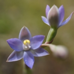 Thelymitra pauciflora (Slender Sun Orchid) at Majura, ACT - 24 Oct 2014 by AaronClausen