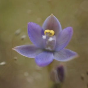 Thelymitra pauciflora at Majura, ACT - 24 Oct 2014