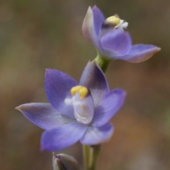 Thelymitra pauciflora (Slender Sun Orchid) at Majura, ACT - 24 Oct 2014 by AaronClausen