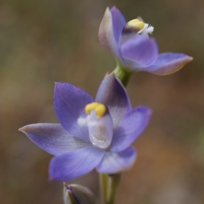 Thelymitra pauciflora (Slender Sun Orchid) at Majura, ACT - 23 Oct 2014 by AaronClausen