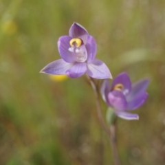 Thelymitra pauciflora (Slender Sun Orchid) at Majura, ACT - 24 Oct 2014 by AaronClausen