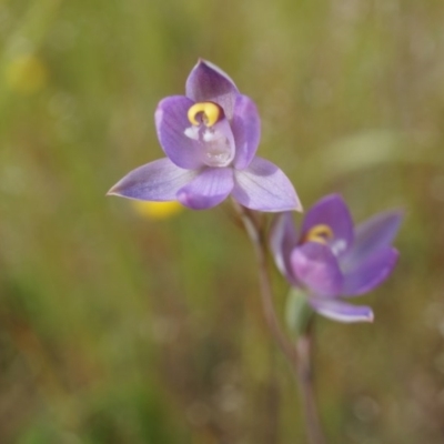 Thelymitra pauciflora (Slender Sun Orchid) at Mount Majura - 23 Oct 2014 by AaronClausen