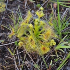 Drosera gunniana (Pale Sundew) at Tuggeranong Hill - 13 Sep 2014 by michaelb