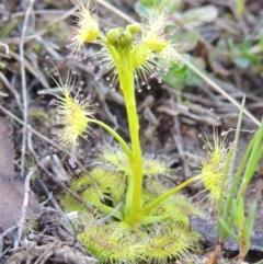 Drosera gunniana (Pale Sundew) at Tuggeranong Hill - 13 Sep 2014 by michaelb