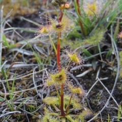 Drosera gunniana (Pale Sundew) at Tuggeranong Hill - 13 Sep 2014 by michaelb