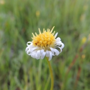 Calotis anthemoides at Rob Roy Spring 1(M) - 18 Oct 2014 06:54 PM