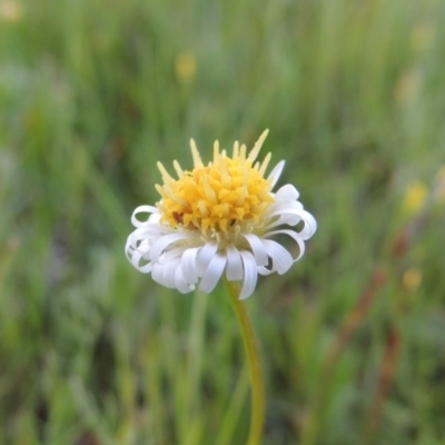 Calotis anthemoides (Chamomile Burr-daisy) at Tuggeranong DC, ACT - 18 Oct 2014 by michaelb