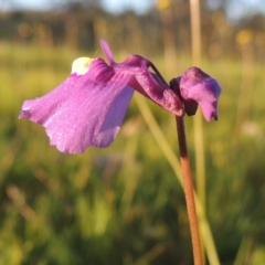 Utricularia dichotoma (Fairy Aprons, Purple Bladderwort) at - 18 Oct 2014 by michaelb