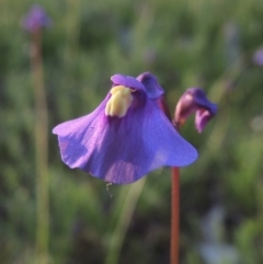 Utricularia dichotoma at Rob Roy Spring 1(M) - 18 Oct 2014 06:55 PM