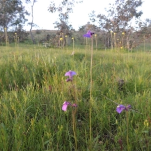 Utricularia dichotoma at Rob Roy Spring 1(M) - 18 Oct 2014