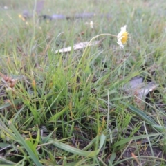 Calotis anthemoides (Chamomile Burr-daisy) at Rob Roy Spring 1(M) - 18 Oct 2014 by michaelb