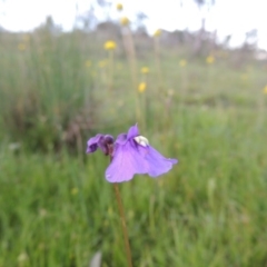 Utricularia dichotoma (Fairy Aprons, Purple Bladderwort) at Tuggeranong DC, ACT - 18 Oct 2014 by MichaelBedingfield