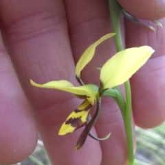 Diuris sulphurea (Tiger Orchid) at Mount Ainslie - 19 Oct 2014 by SilkeSma