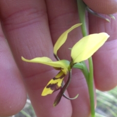 Diuris sulphurea (Tiger Orchid) at Majura, ACT - 20 Oct 2014 by SilkeSma